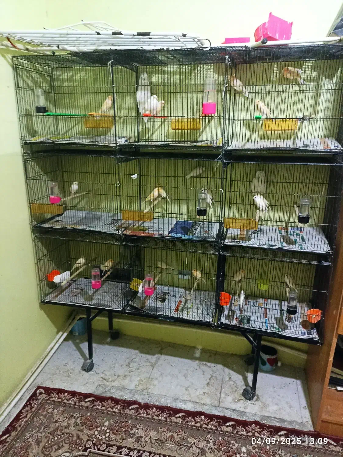 قناری|پرنده|تربت جام, میان جام|دیوار