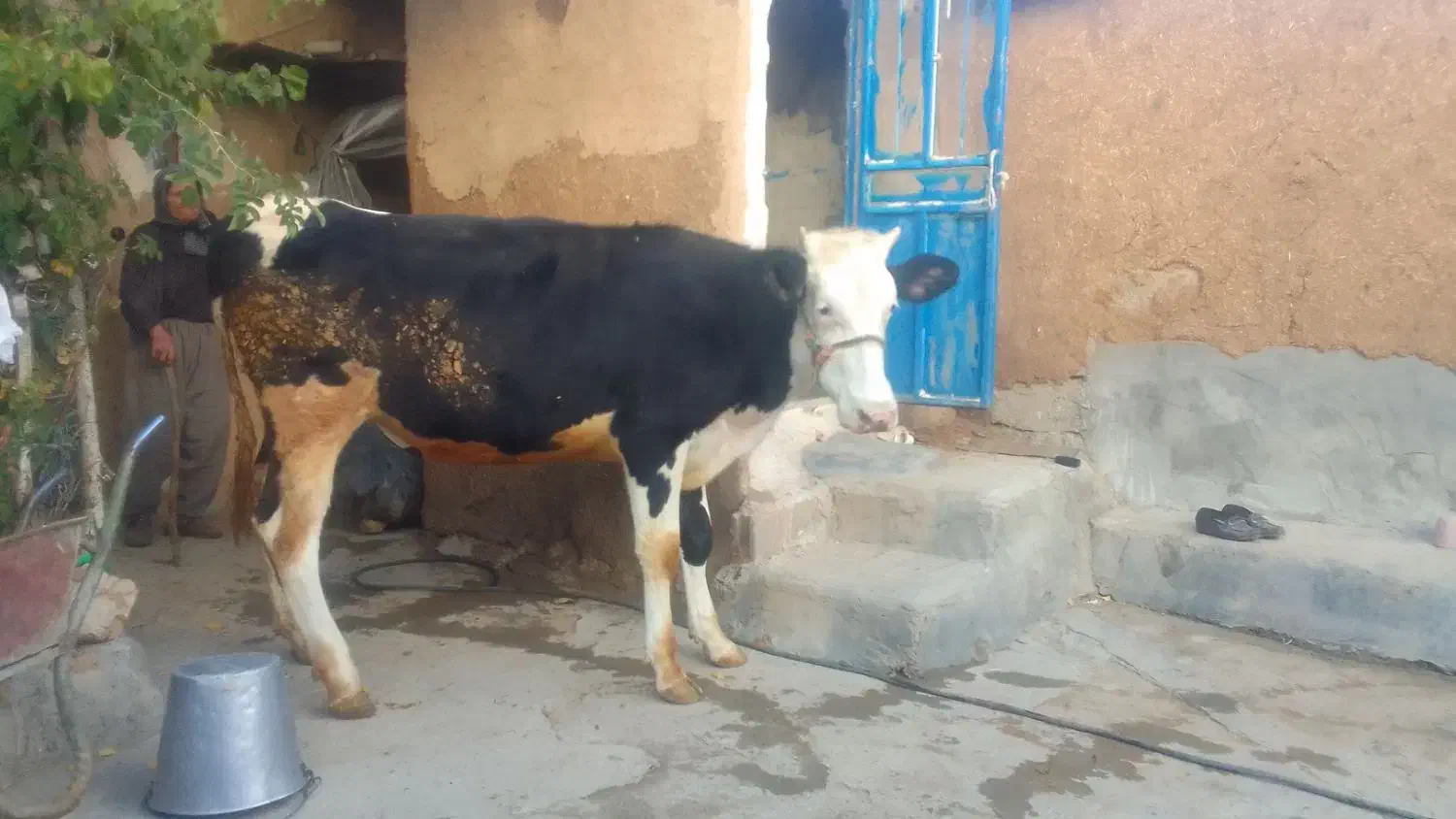 گاو|حیوانات مزرعه|کامیاران, |دیوار