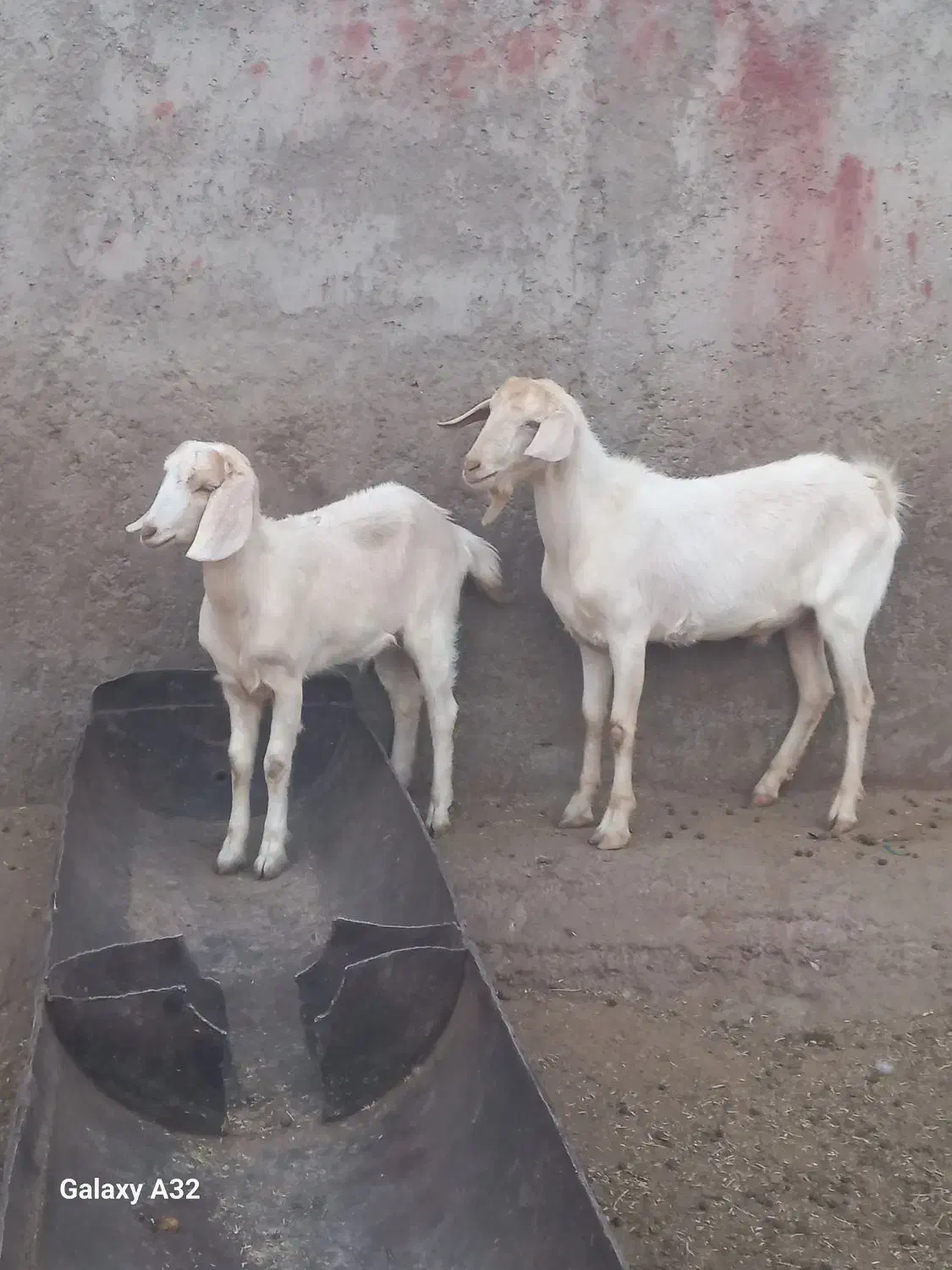 بزغاله سانن|حیوانات مزرعه|آران و بیدگل, |دیوار