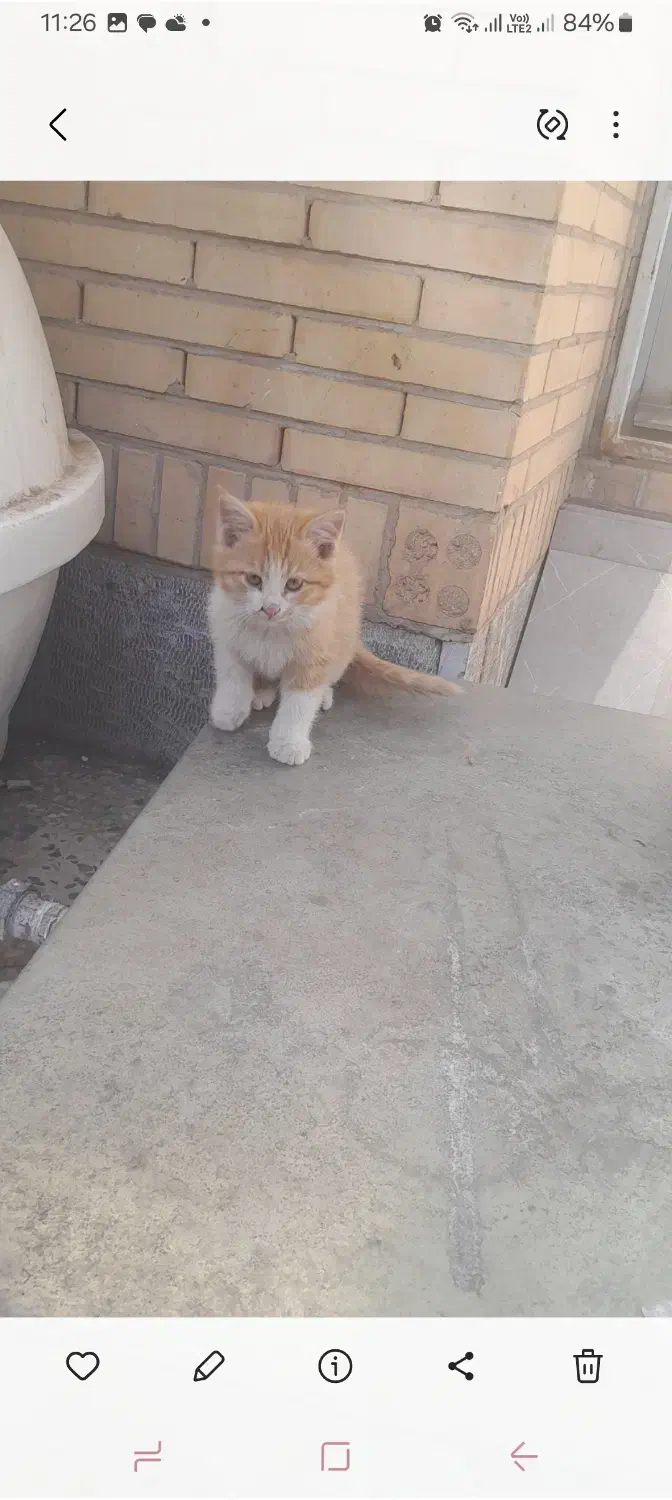 فروش گربه|گربه|رفسنجان, |دیوار