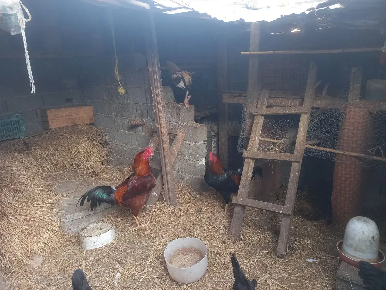 فروش خروس چاق وچله|حیوانات مزرعه|قائم‌شهر, |دیوار