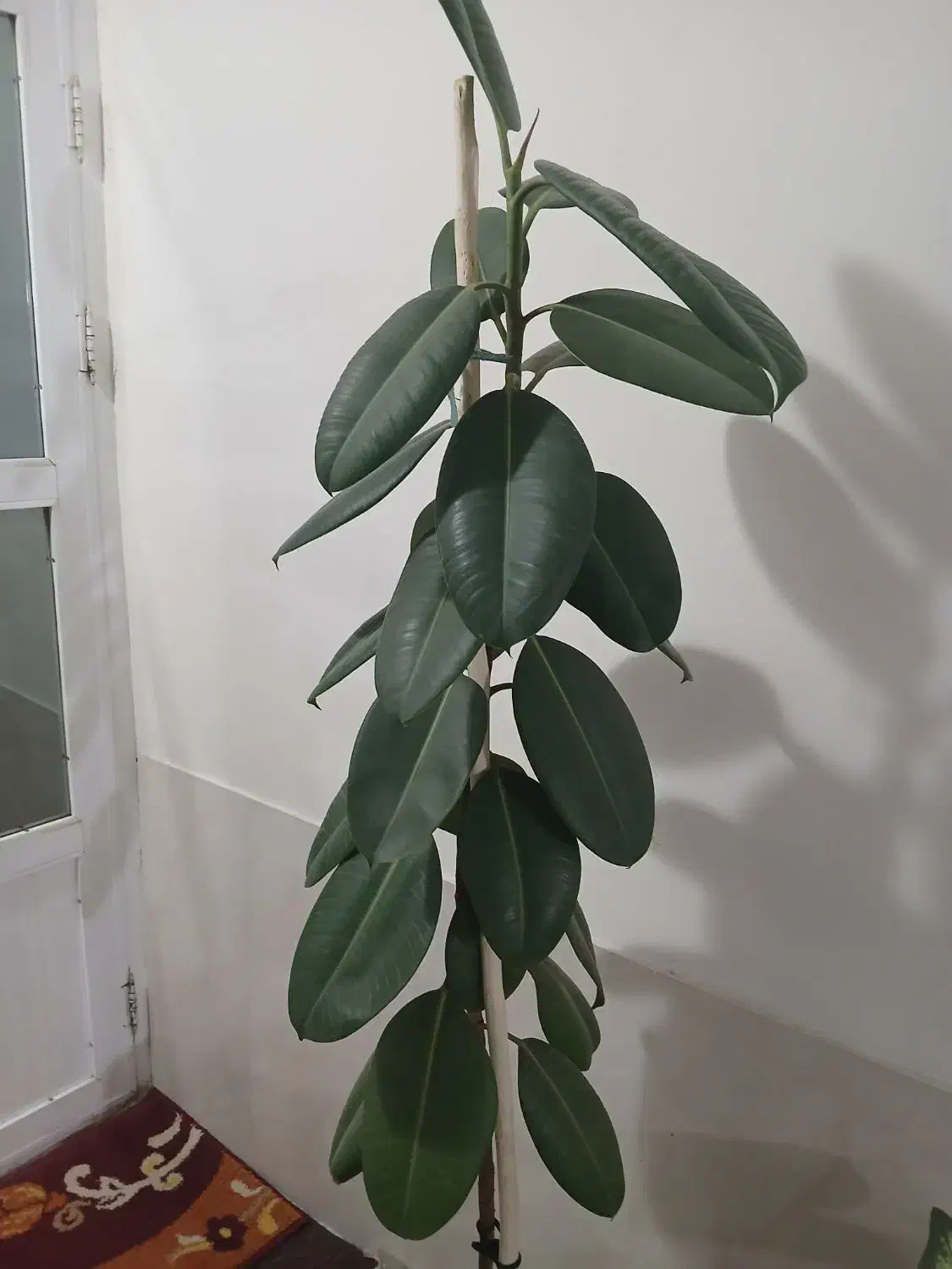 فیکوس بزرگ|گل مصنوعی|مشهد, آزادشهر|دیوار