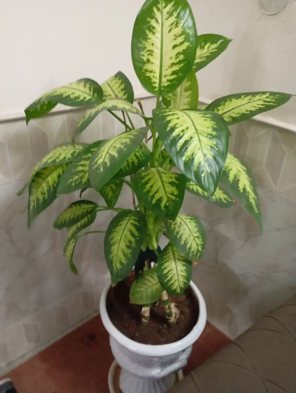 گل دیفن وگل یوکا|گل و گیاه طبیعی|نیشابور, شهرآرا|دیوار