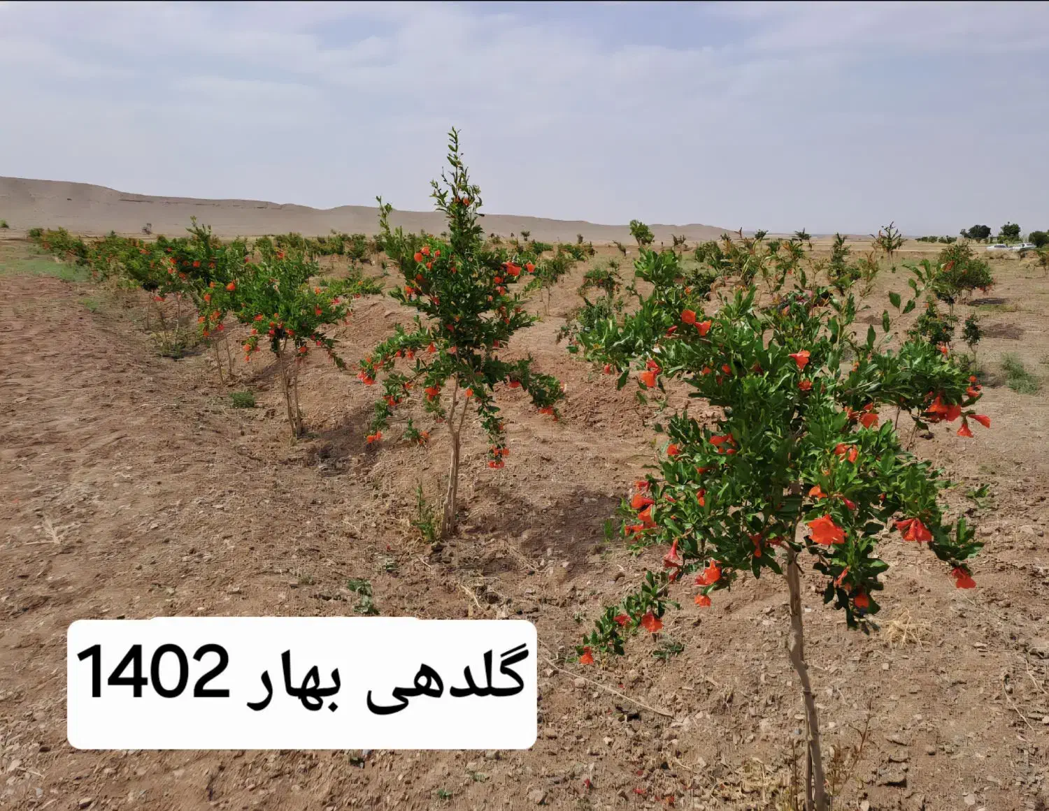 باغ انار تجاری و تفریحی در رودخانه حسن آباد دهزمین|فروش خانه و ویلا|ششتمد, |دیوار