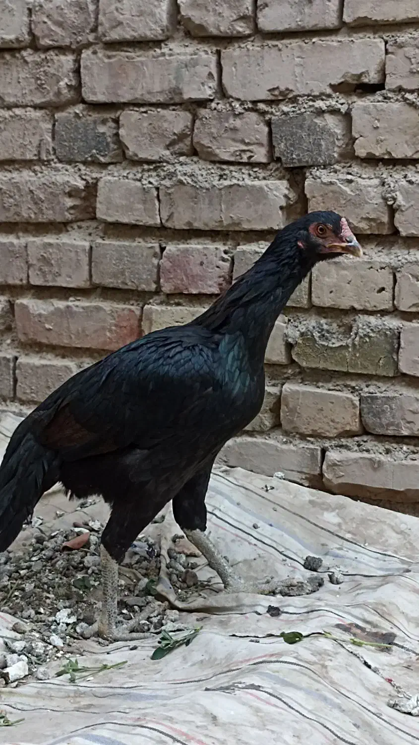 سلام دوستان دوتا ماده مرغ فروشی|حیوانات مزرعه|ایرانشهر, |دیوار