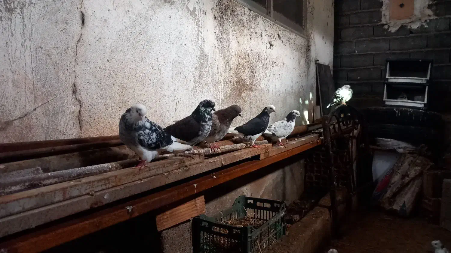 فروشی کبوترهای زیبا ونژاد دار|پرنده|قائم‌شهر, |دیوار