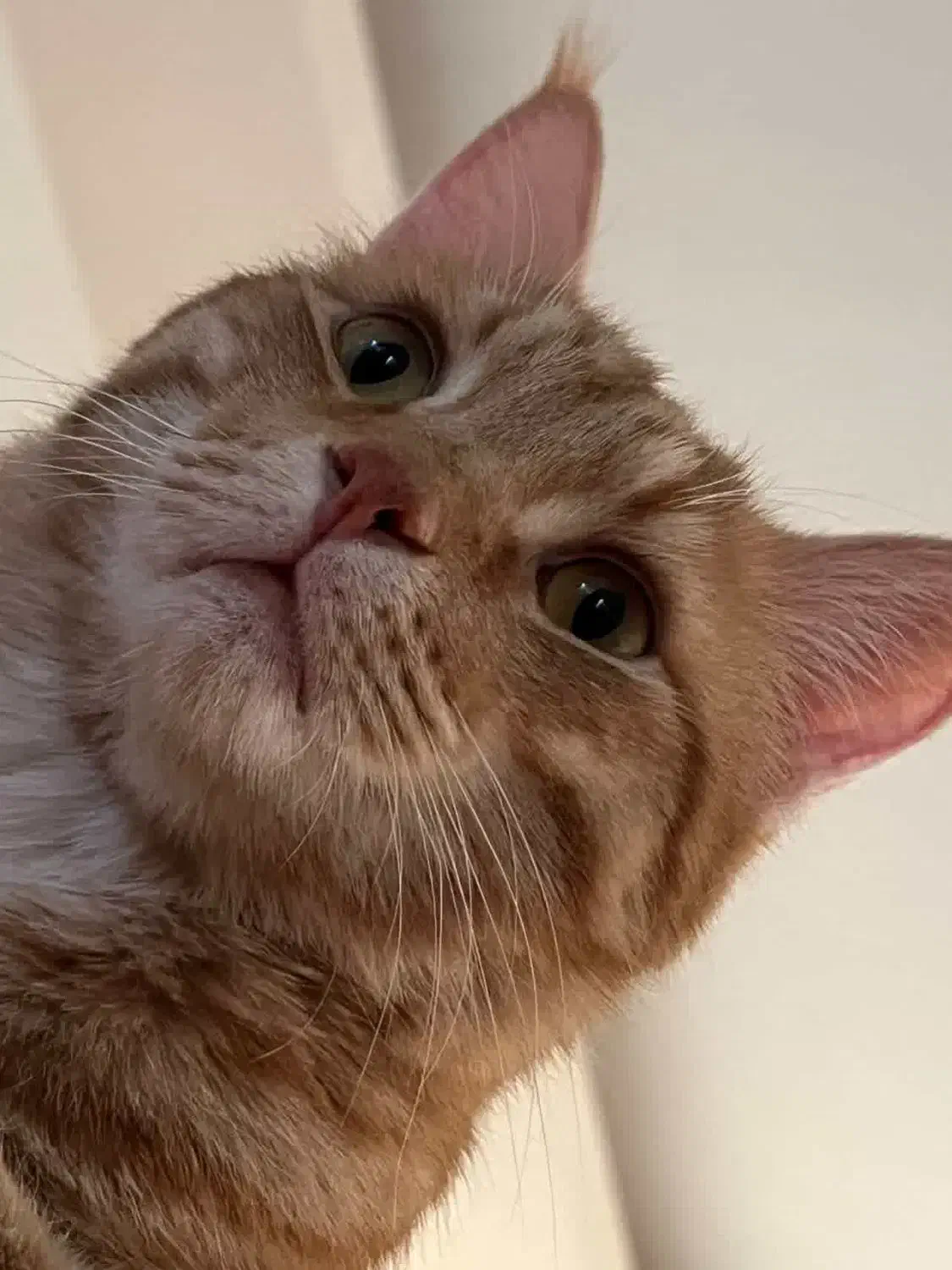 واگذاری|گربه|بیرجند, |دیوار