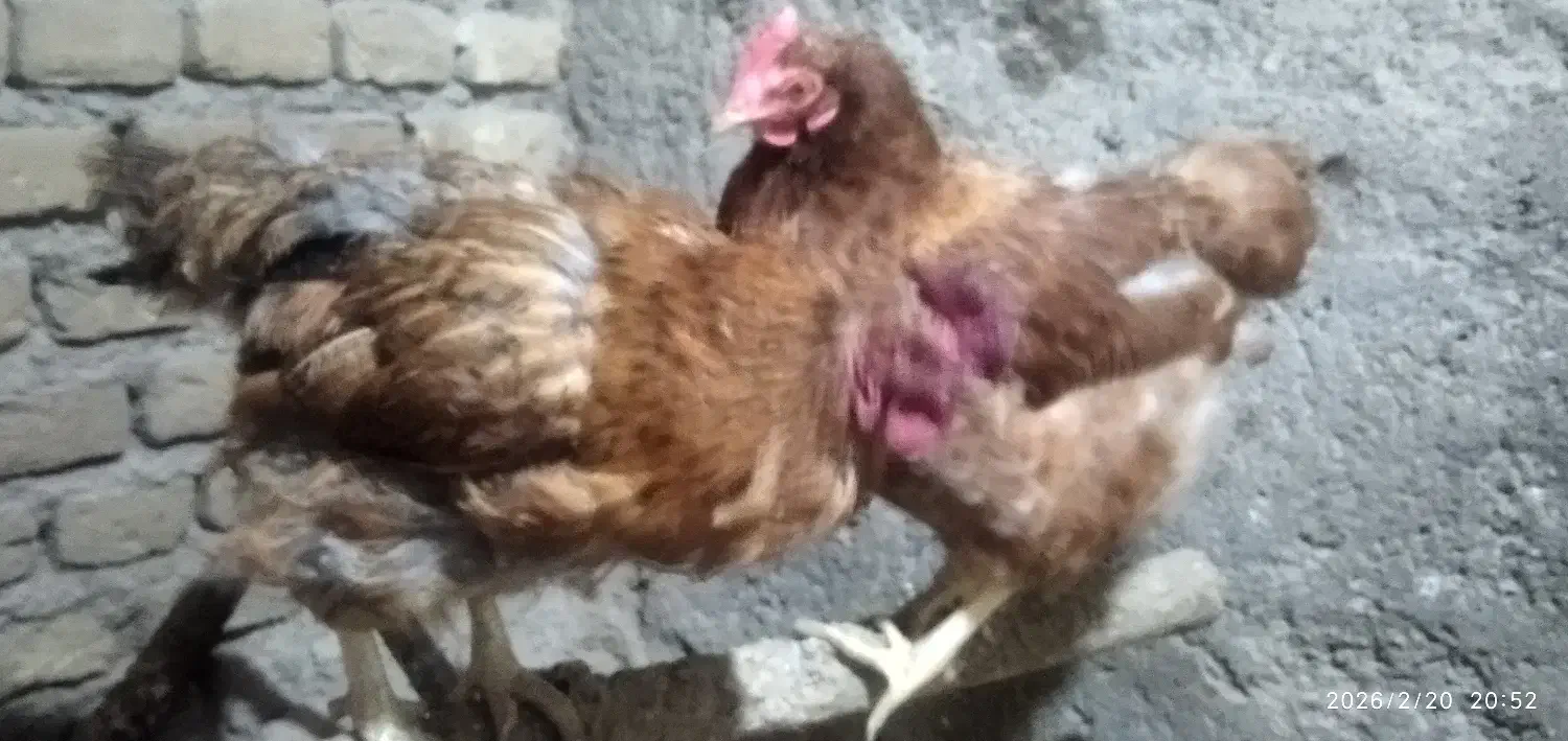 مرغ|حیوانات مزرعه|مرند, |دیوار