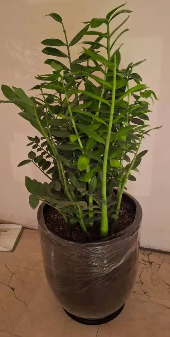 گل سبز زاموفیلیا بزرگ|گل و گیاه طبیعی|تهران, مهران|دیوار