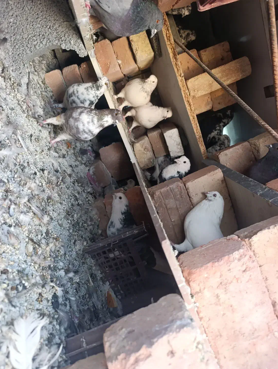 کبوتر|پرنده|احمدآبادمستوفی, |دیوار