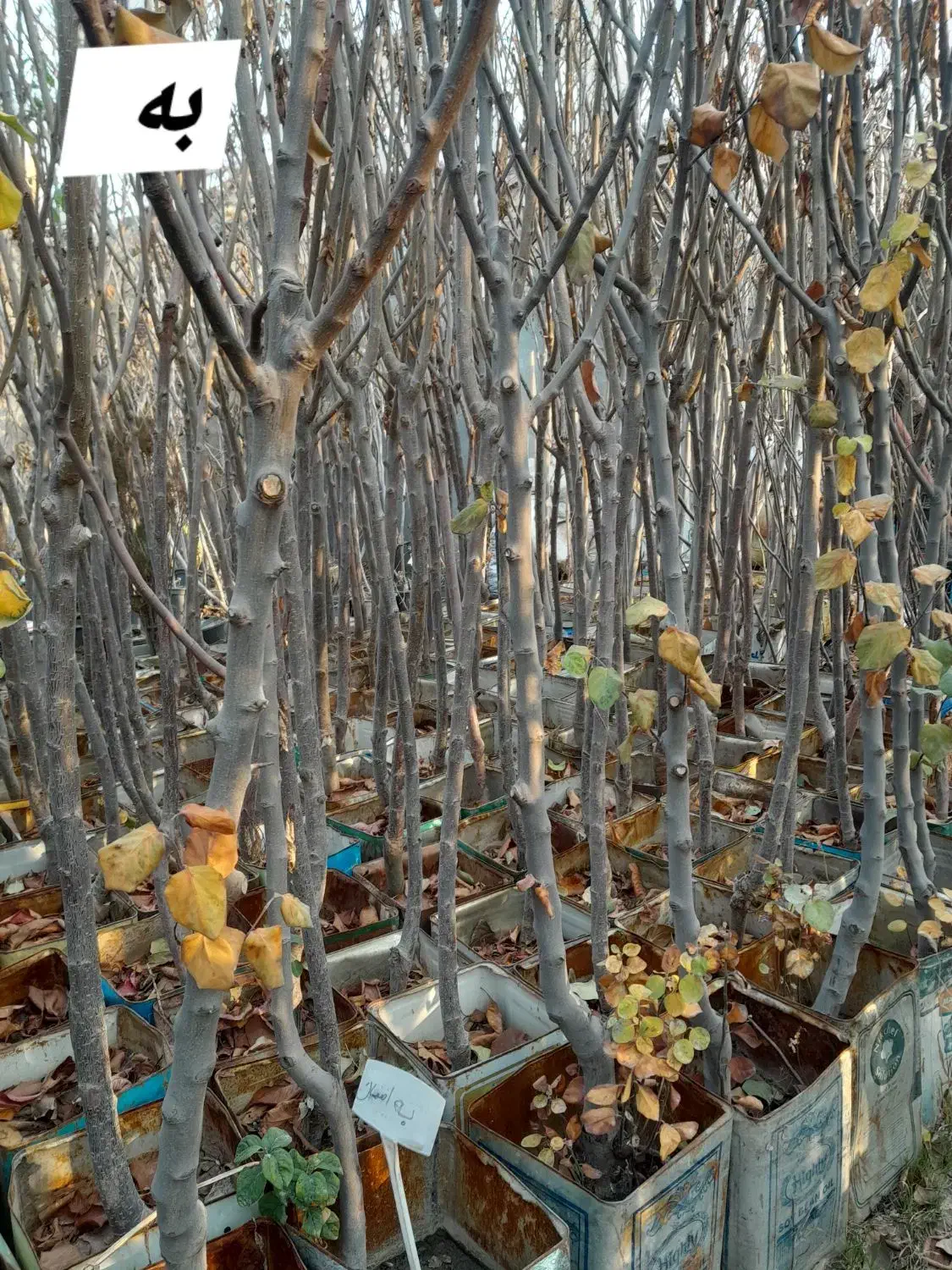 نهال میوه|خدمات باغبانی و درختکاری|شهریار, شهریار|دیوار