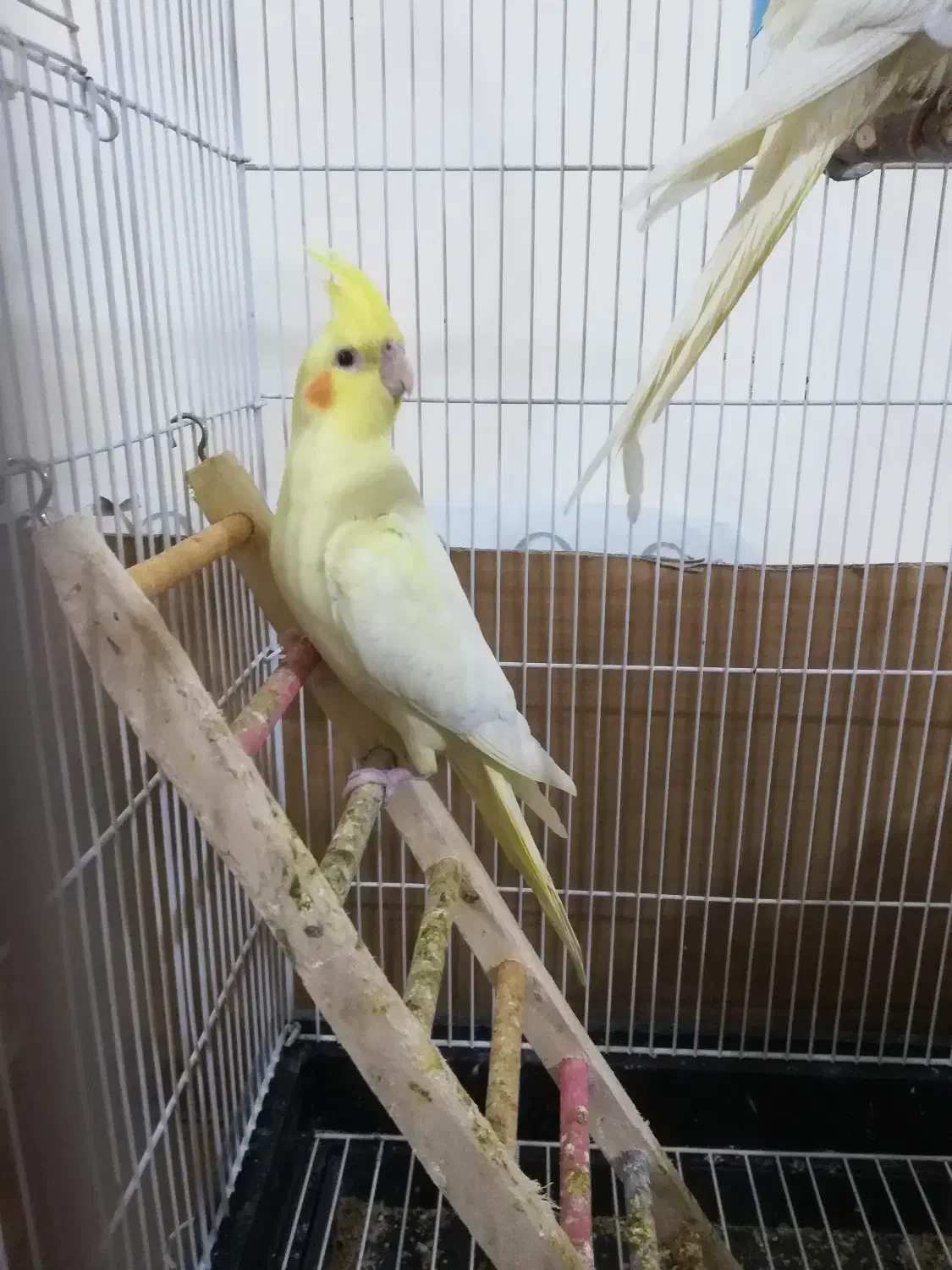 عروس هلندی لوتینو چشم شرابی|پرنده|ماهدشت, |دیوار