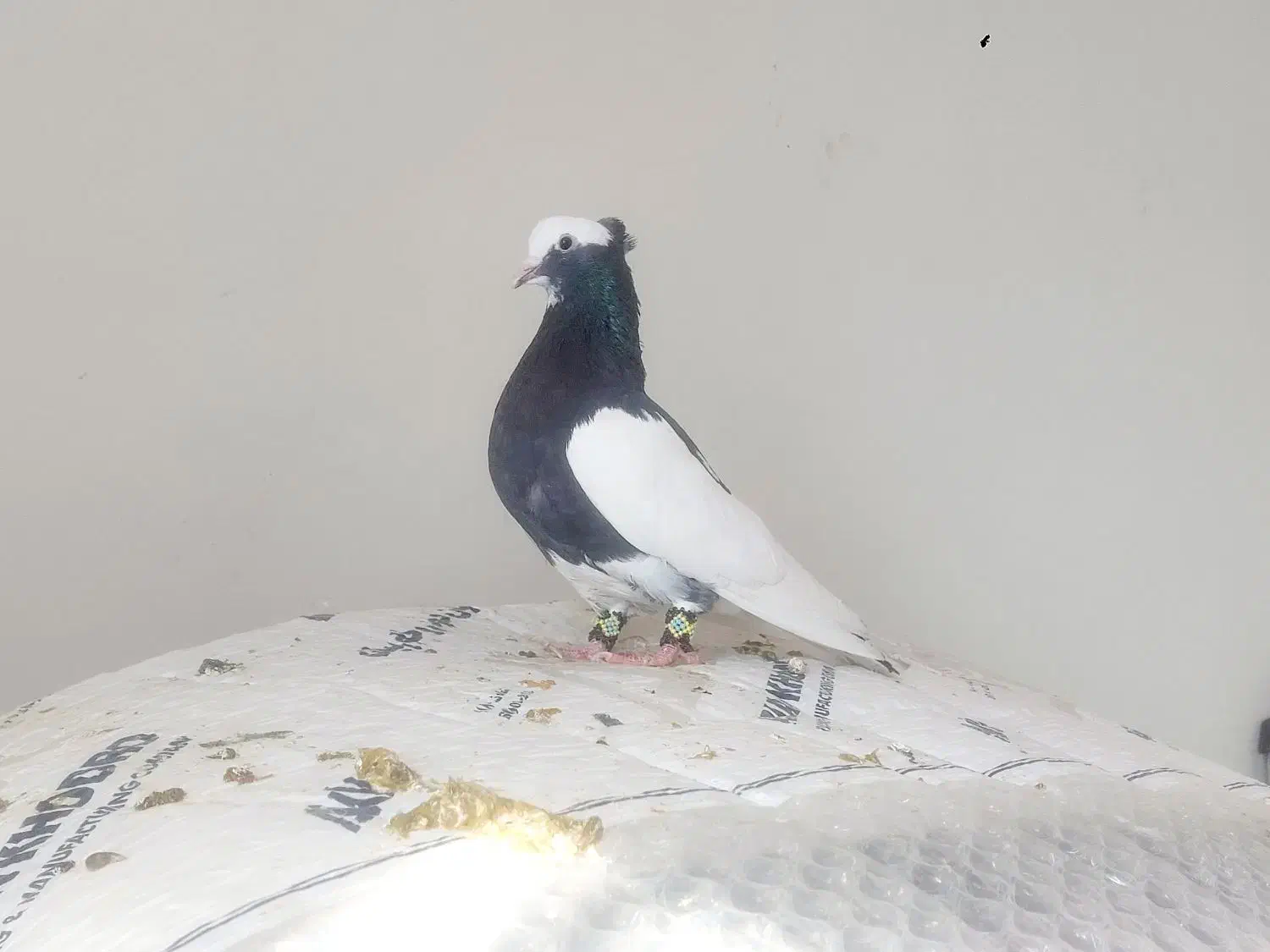 کبوترلیلک سیاه برققل|پرنده|شیراز, شیخ علی چوپان|دیوار