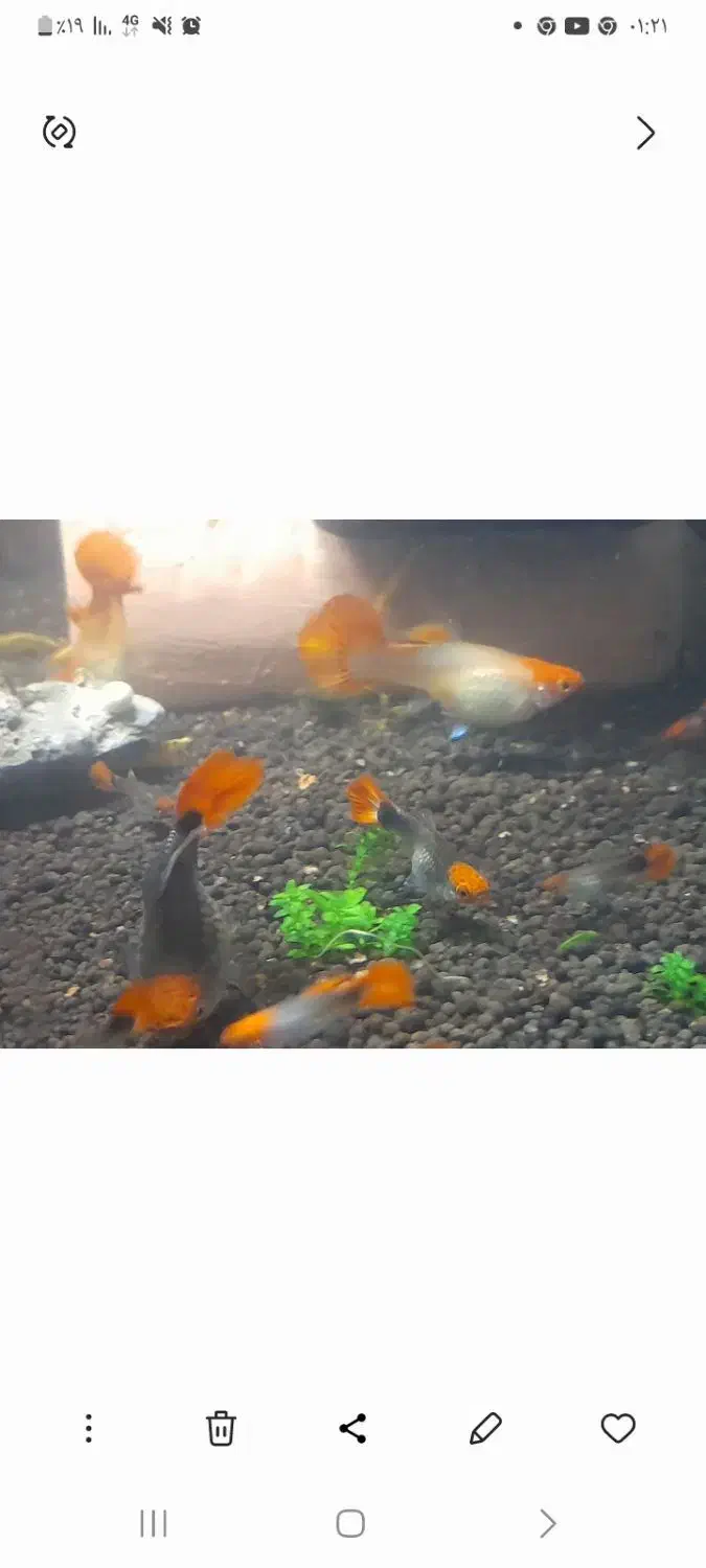 گوپی کوی بالن|ماهی|تهران, مهرآباد|دیوار