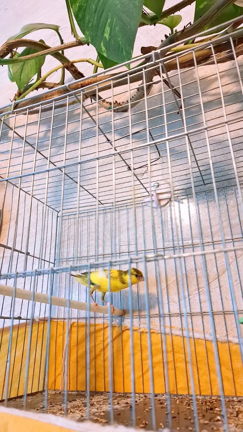 قناری نر|پرنده|جونقان, |دیوار