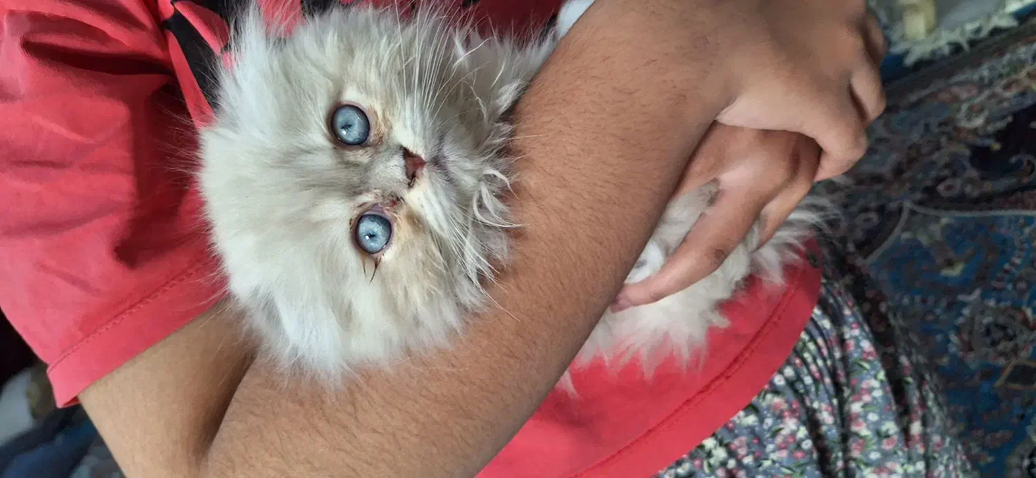 گربه پرشین|گربه|بم, |دیوار