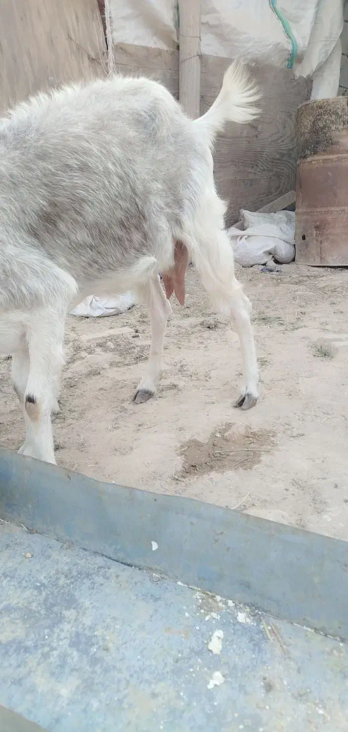 بز ماده با بزغاله|حیوانات مزرعه|رامشیر, |دیوار