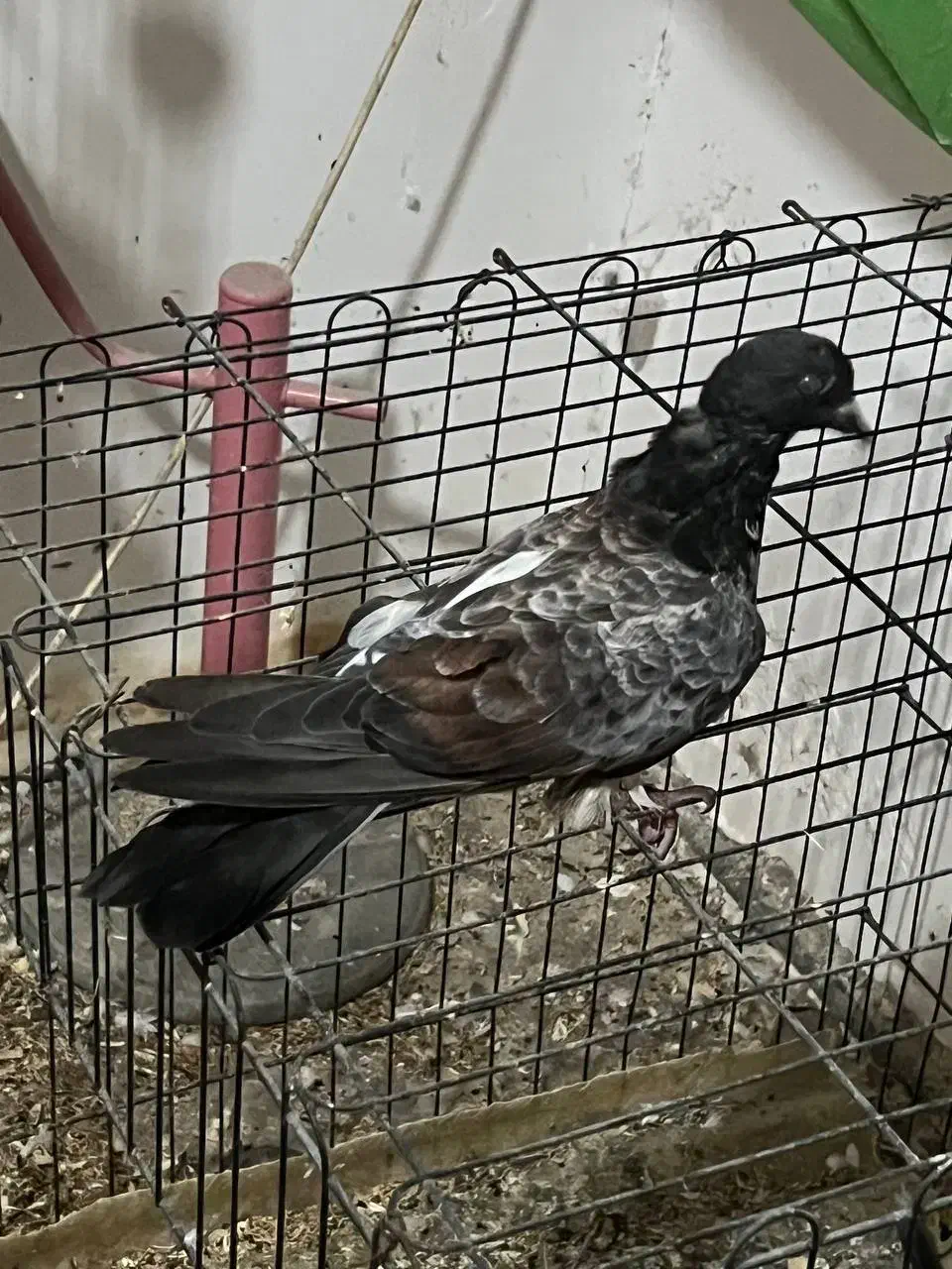 کبوتر سرور جوان|پرنده|ساری, |دیوار