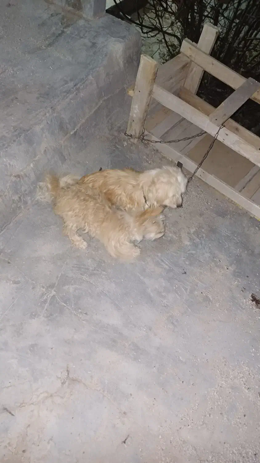 سگ خونگی فوق‌العاده باهوش|سگ|شیراز, بعثت|دیوار