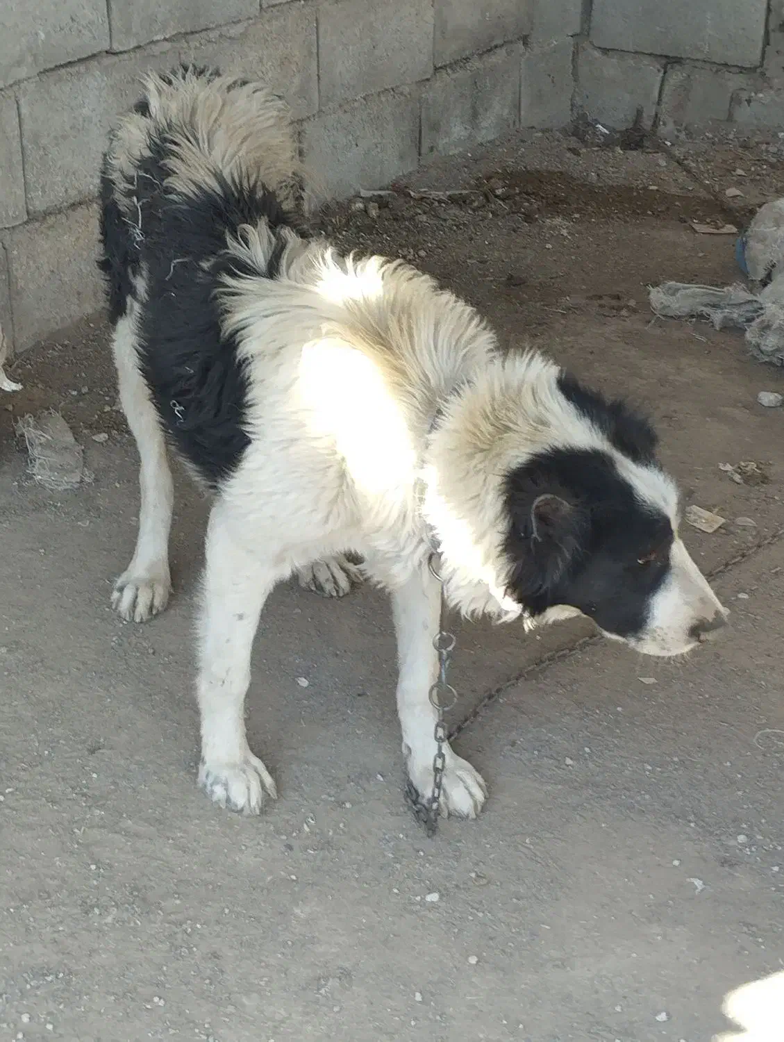 سگ قدرجونی|سگ|خانمیرزا, |دیوار