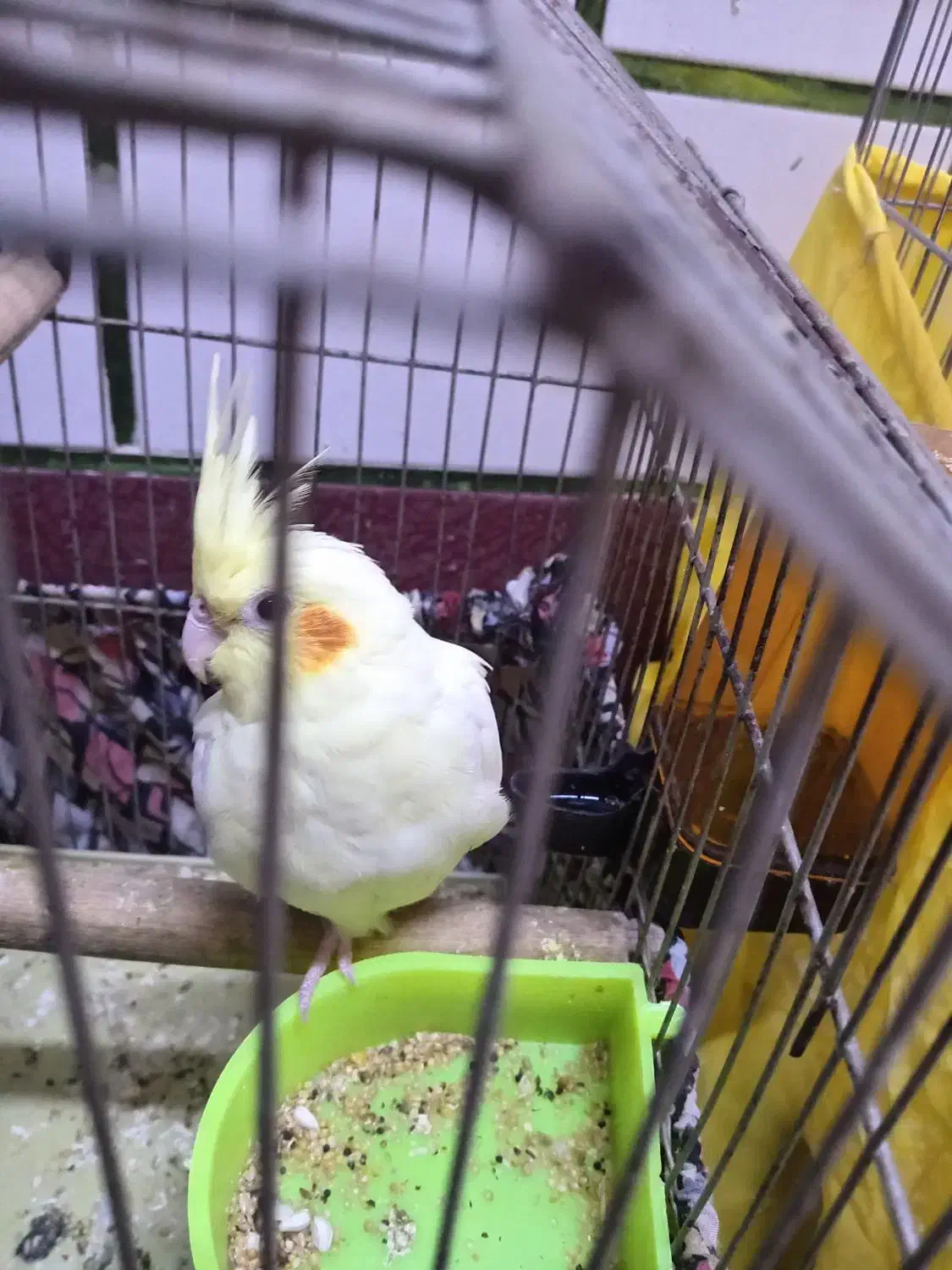 عروس هلندی لیتونیو سالم و سرحال|پرنده|بندر ماهشهر, |دیوار