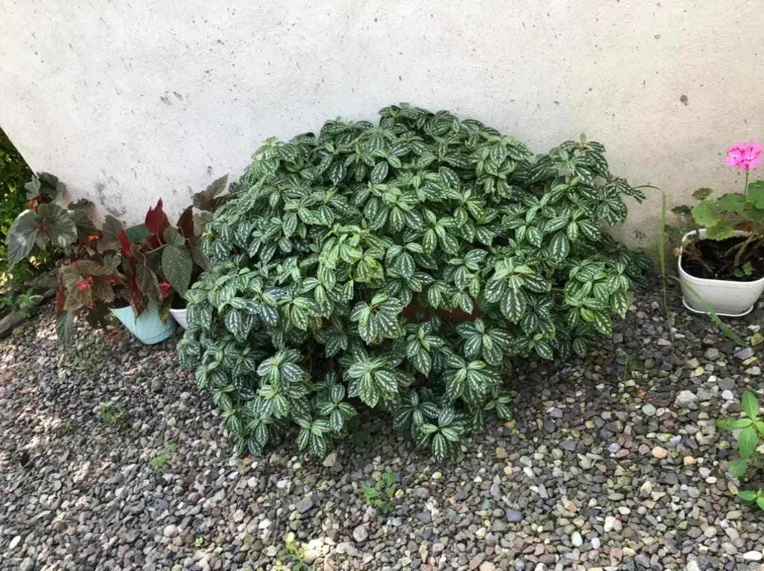 گل پیله آ|گل و گیاه طبیعی|رشت, بلوار گیلان|دیوار