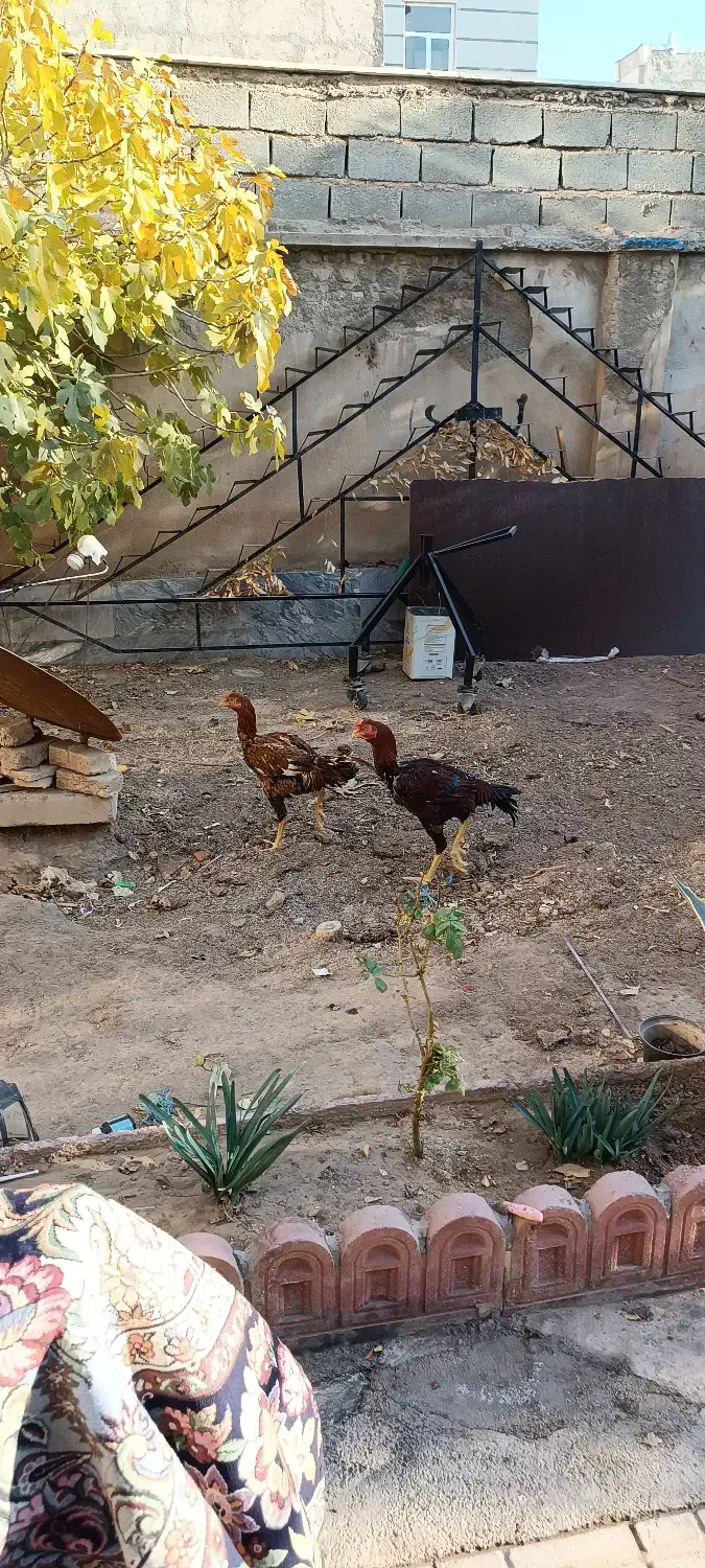 مرغ خروس لاری|حیوانات مزرعه|آبیک, |دیوار