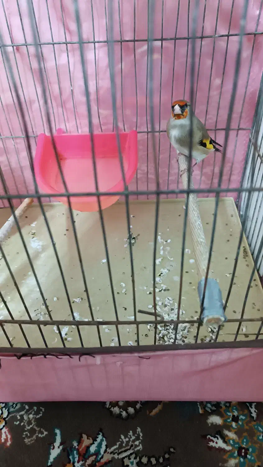 سهره کرمانی نر|پرنده|اقبالیه, |دیوار