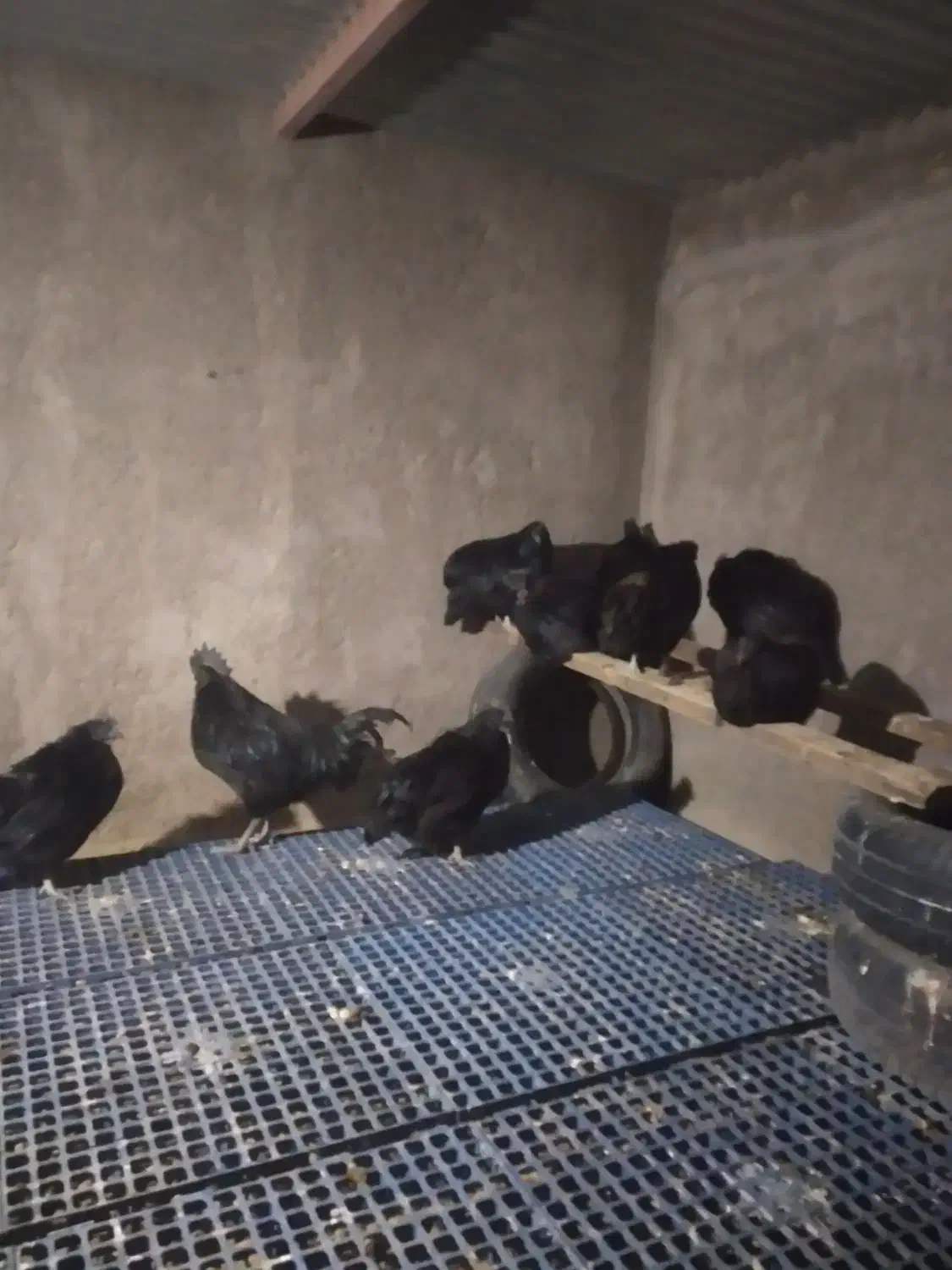 مرغ و خروس ایام سمانی|حیوانات مزرعه|یزد, |دیوار