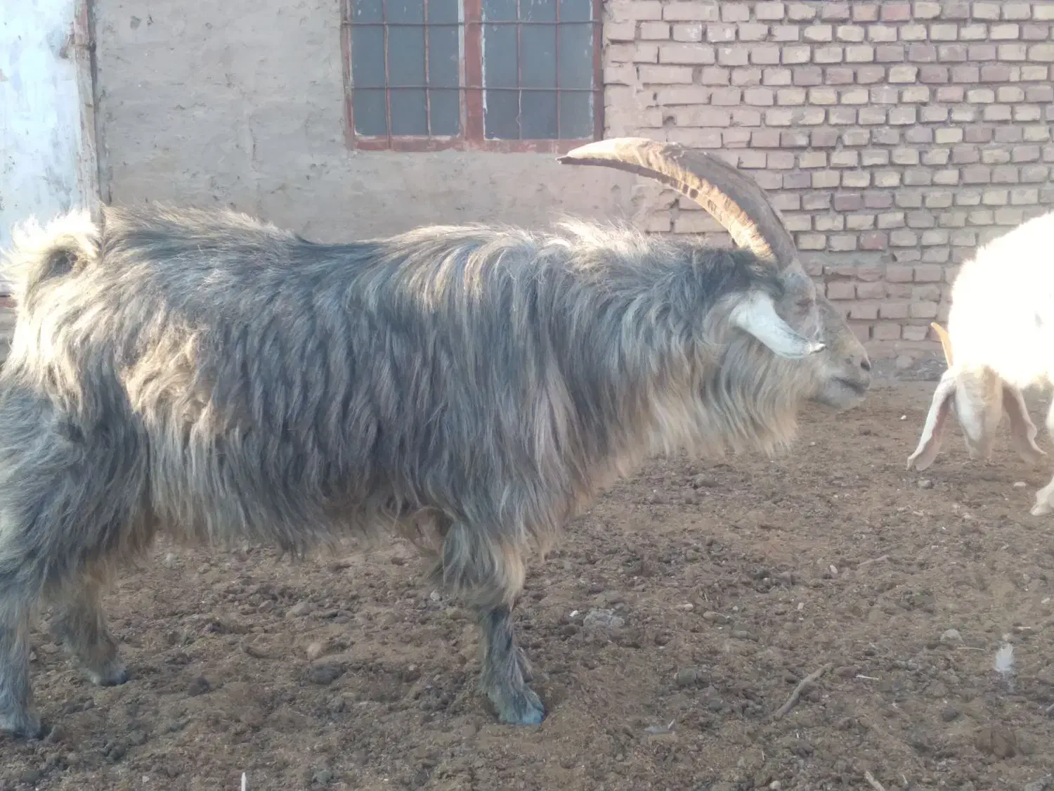 گوسفند|حیوانات مزرعه|سرایان, |دیوار