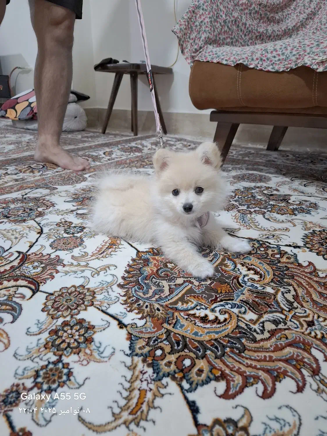 فروش سگ خانگی|سگ|یاسوج, |دیوار