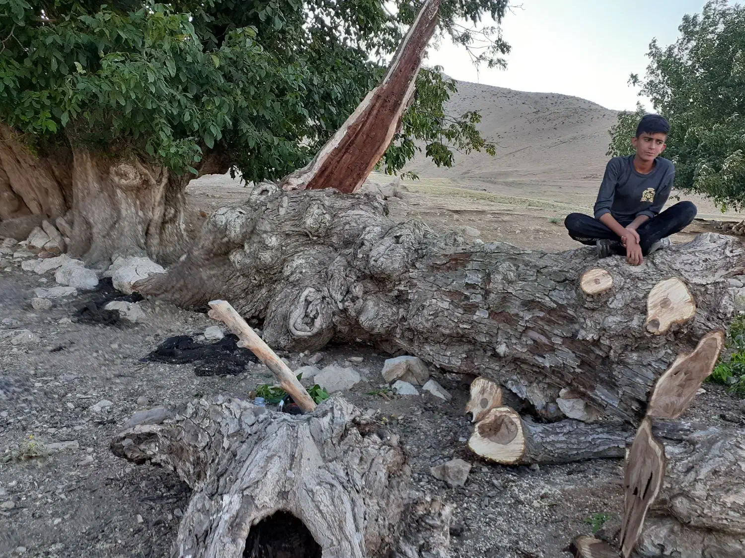 خرید چوب درخت|خدمات باغبانی و درختکاری|خرم‌آباد, |دیوار