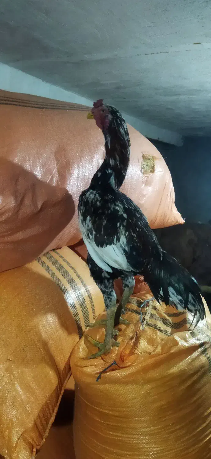 خروس لاری زیبا|حیوانات مزرعه|گوآور, |دیوار