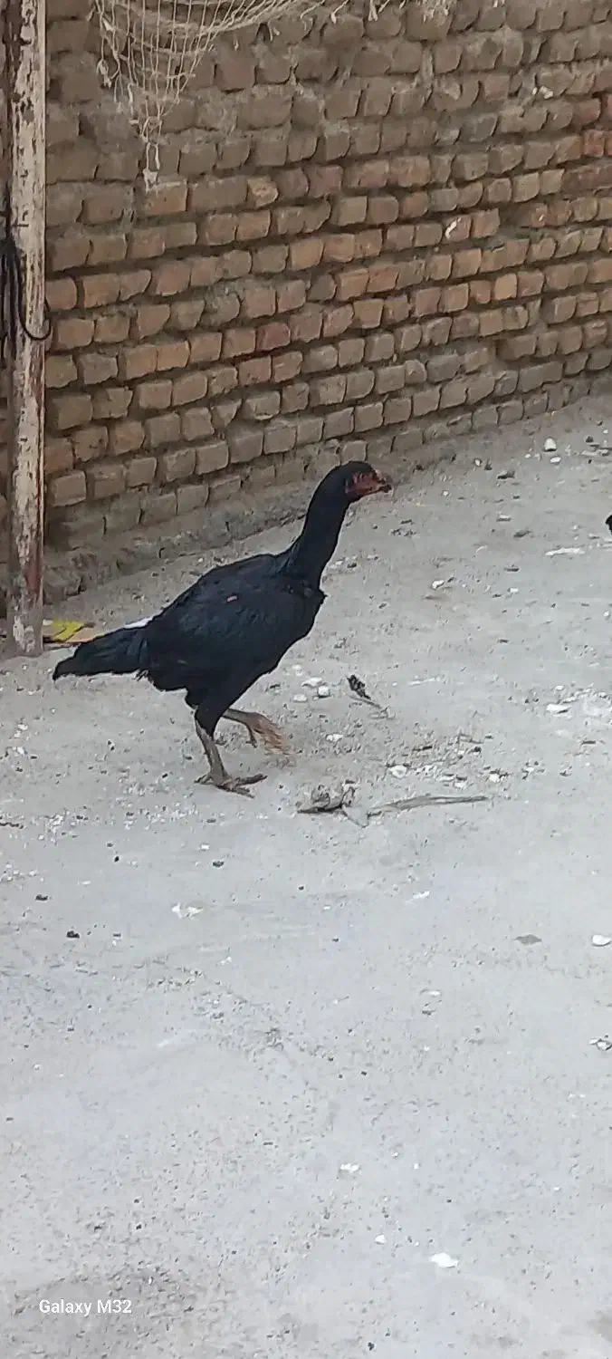 خوروس و لاری|حیوانات مزرعه|بندر ترکمن, |دیوار