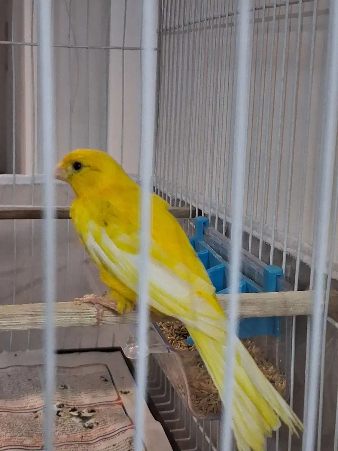 قناری|پرنده|بیرجند, |دیوار