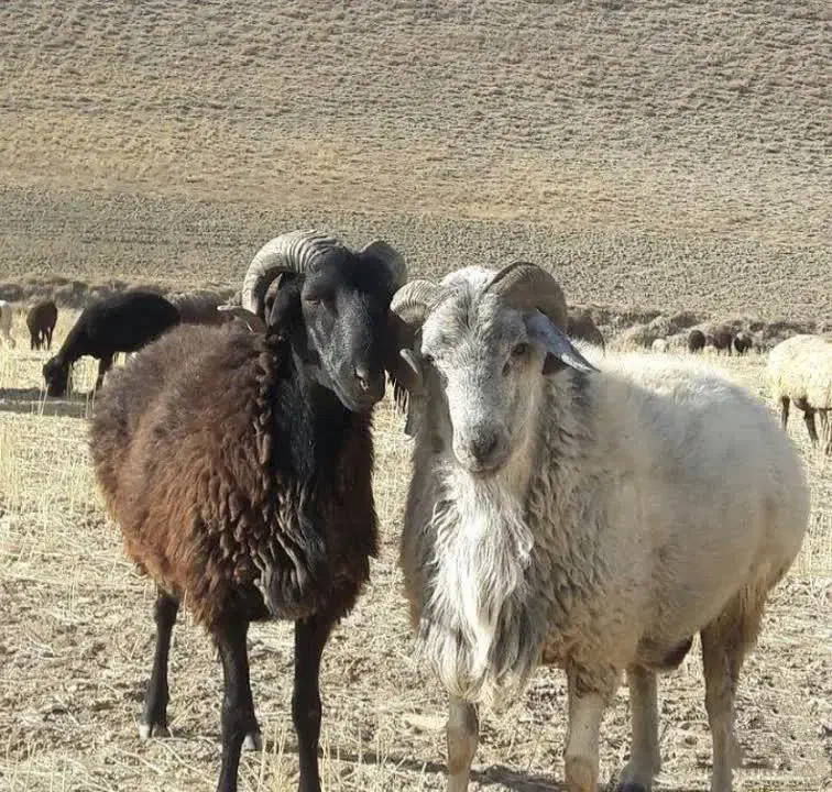 بره قلم آبی گوسفند زودپز|حیوانات مزرعه|قم, الغدیر|دیوار