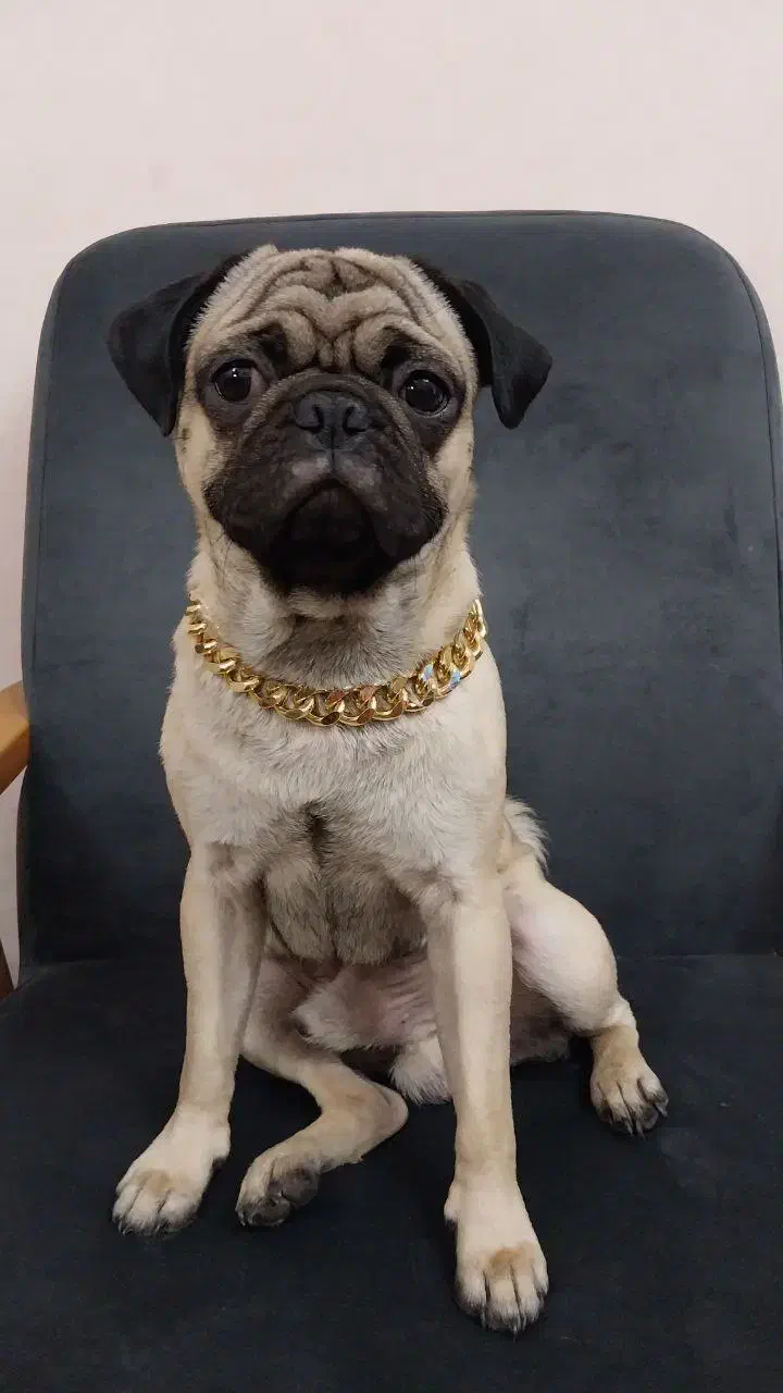 سگ نژاد پاگ|سگ|تهران, توحید|دیوار