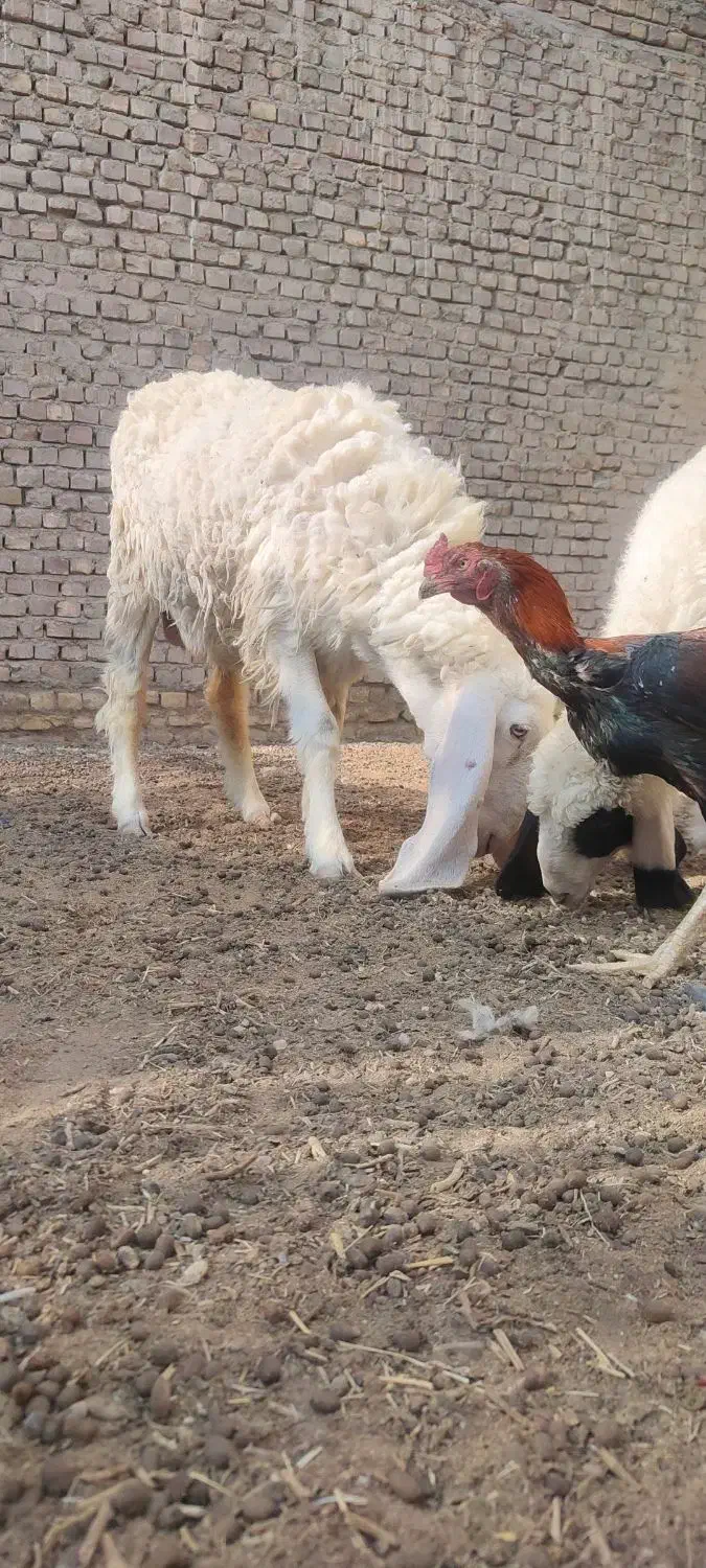 گوسفند ماده آبست ویک بره کابور|حیوانات مزرعه|زابل, |دیوار