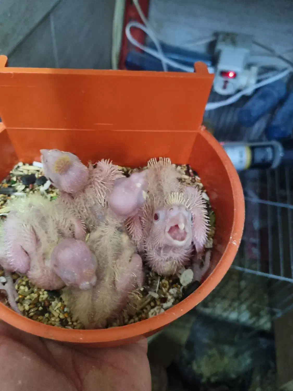 طوطی|پرنده|اردبیل, |دیوار