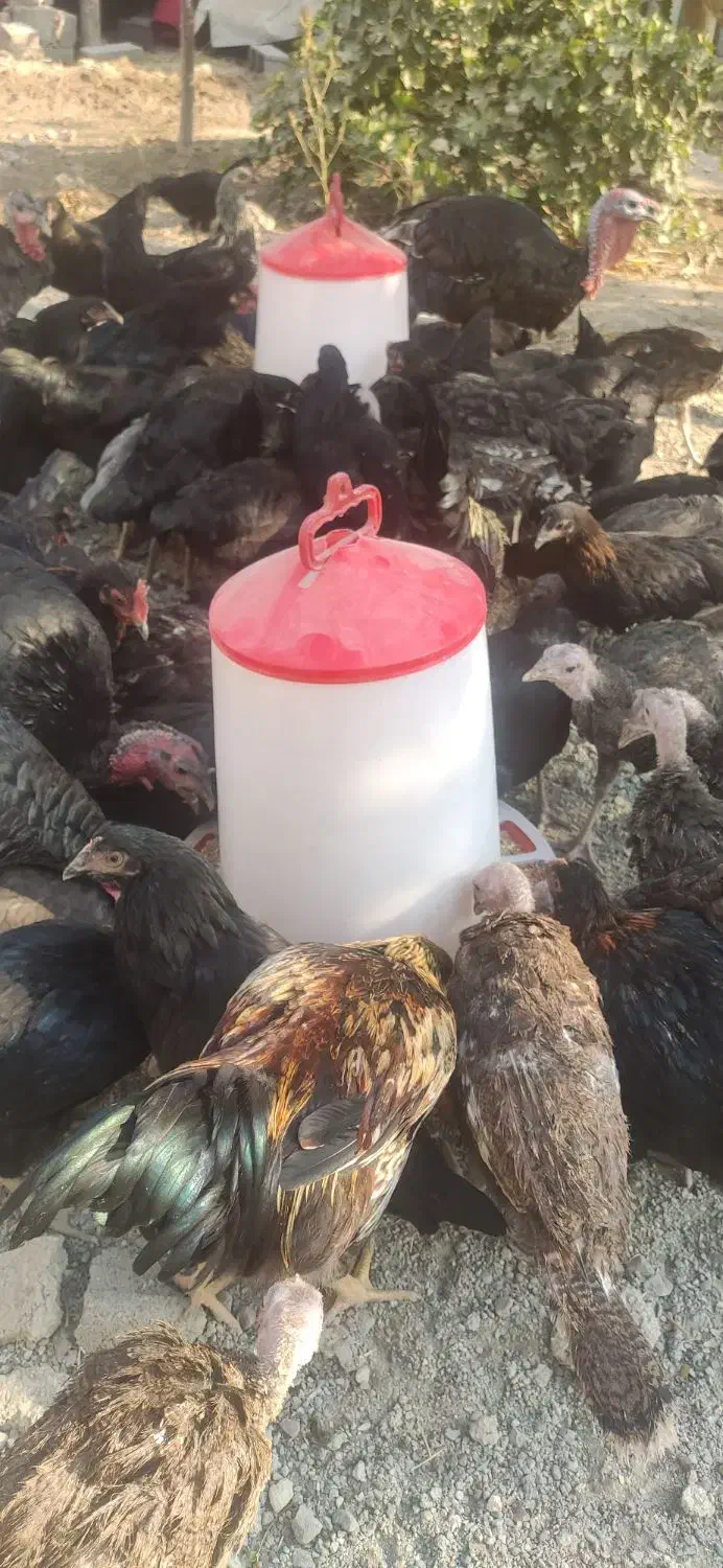 ۲۰ عدمرغ قلم سبز آماده تخم گذاری|حیوانات مزرعه|شاهدشهر, |دیوار