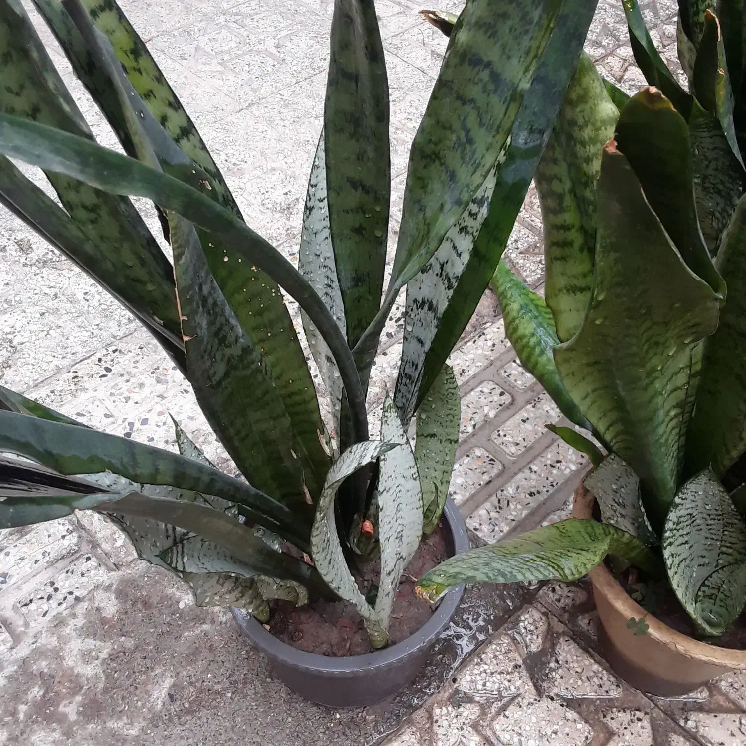 گل‌های شاداب|گل و گیاه طبیعی|خوی, |دیوار