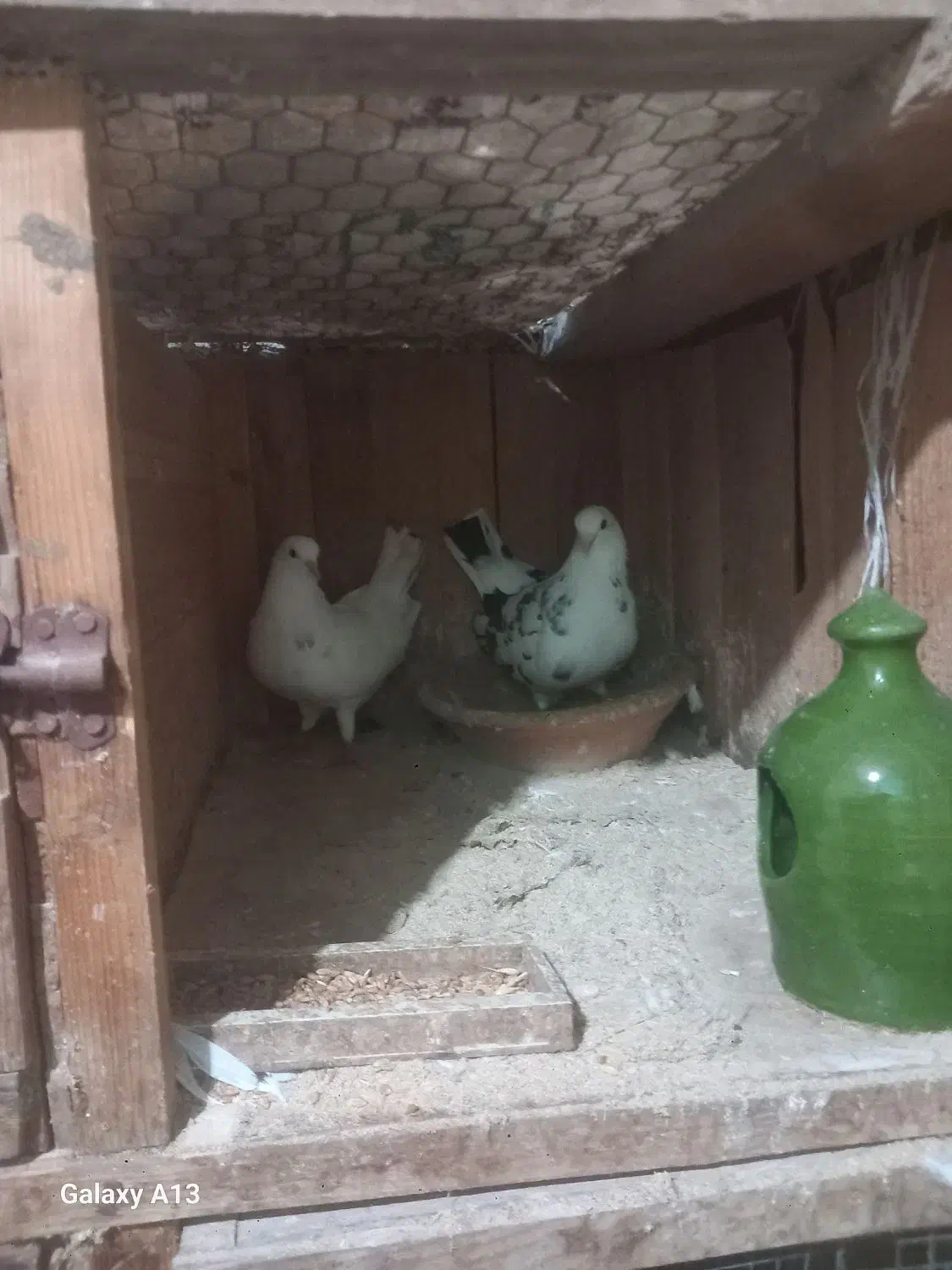 کبوتر جفتی|پرنده|سنگر, |دیوار