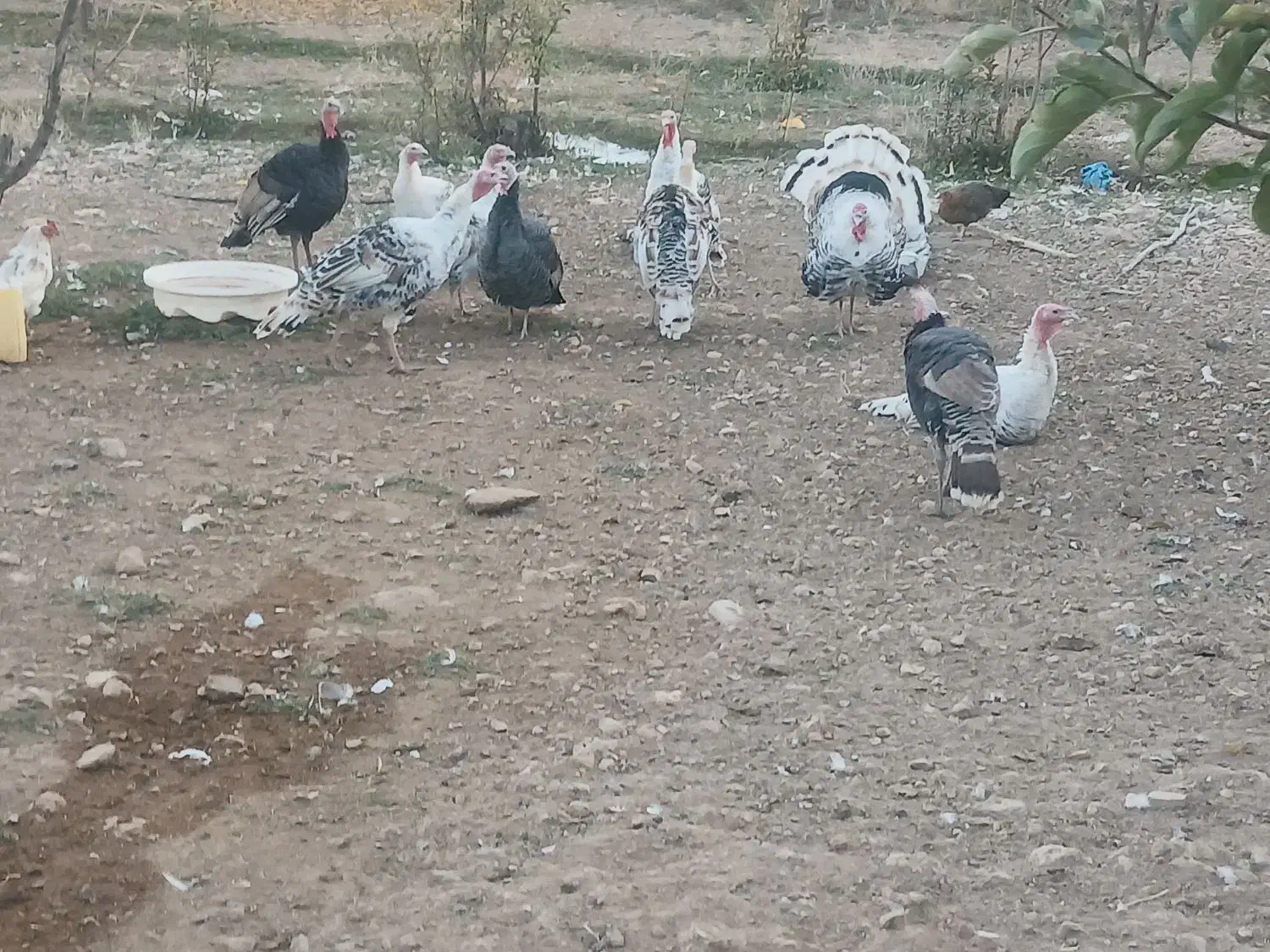 بوقلمون|حیوانات مزرعه|سمیرم, |دیوار