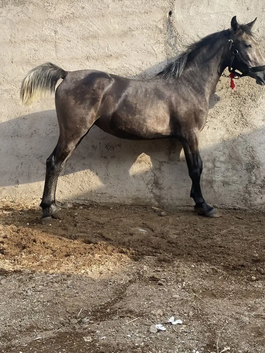 کره مادیون نیله ترکی|اسب و تجهیزات اسبسواری|ساوه, |دیوار