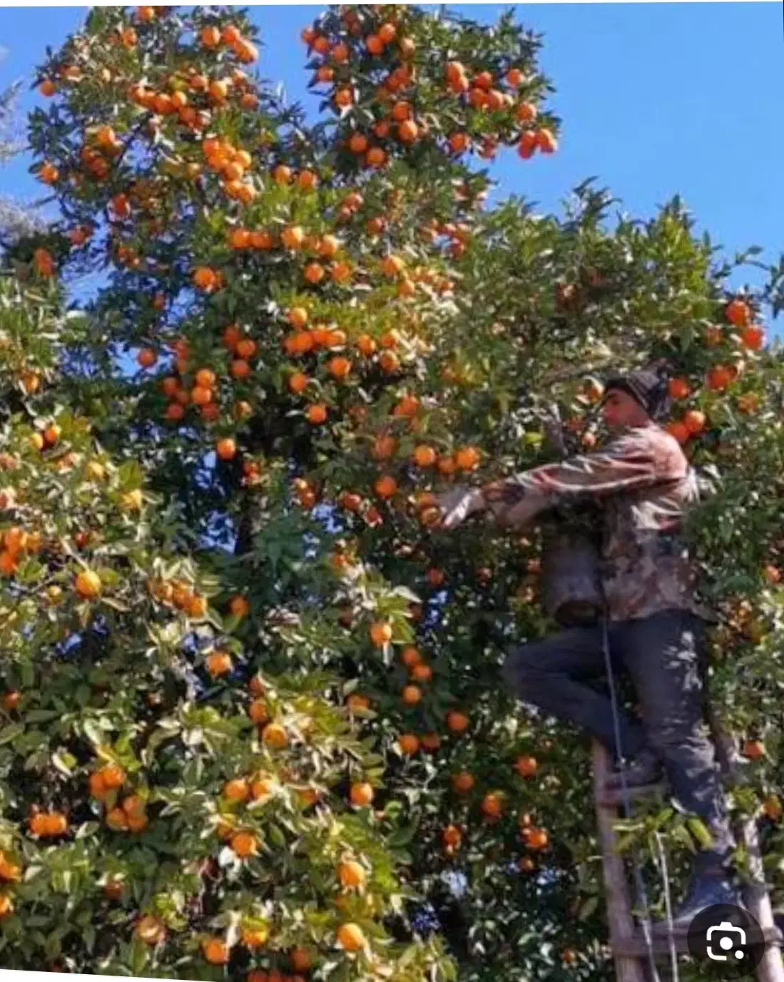 سورتینگ|استخدام خدمات فروشگاه و رستوران|کیاکلا, |دیوار