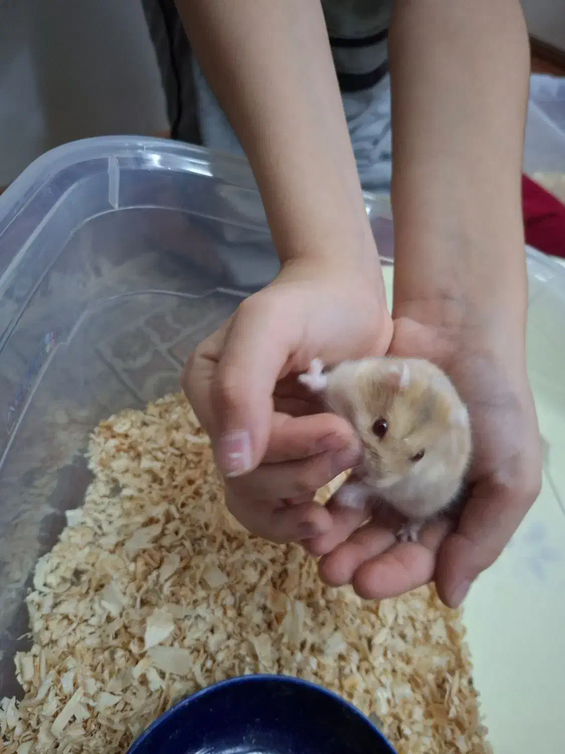 همستر|موش و خرگوش|تهران, نصرت|دیوار