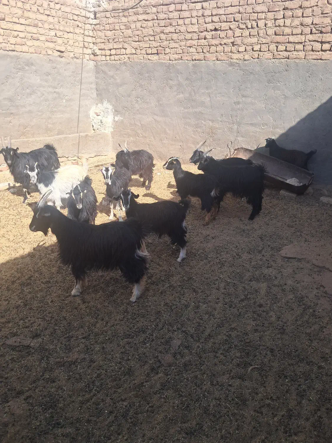 بزغاله بومی چاق|حیوانات مزرعه|آران و بیدگل, |دیوار