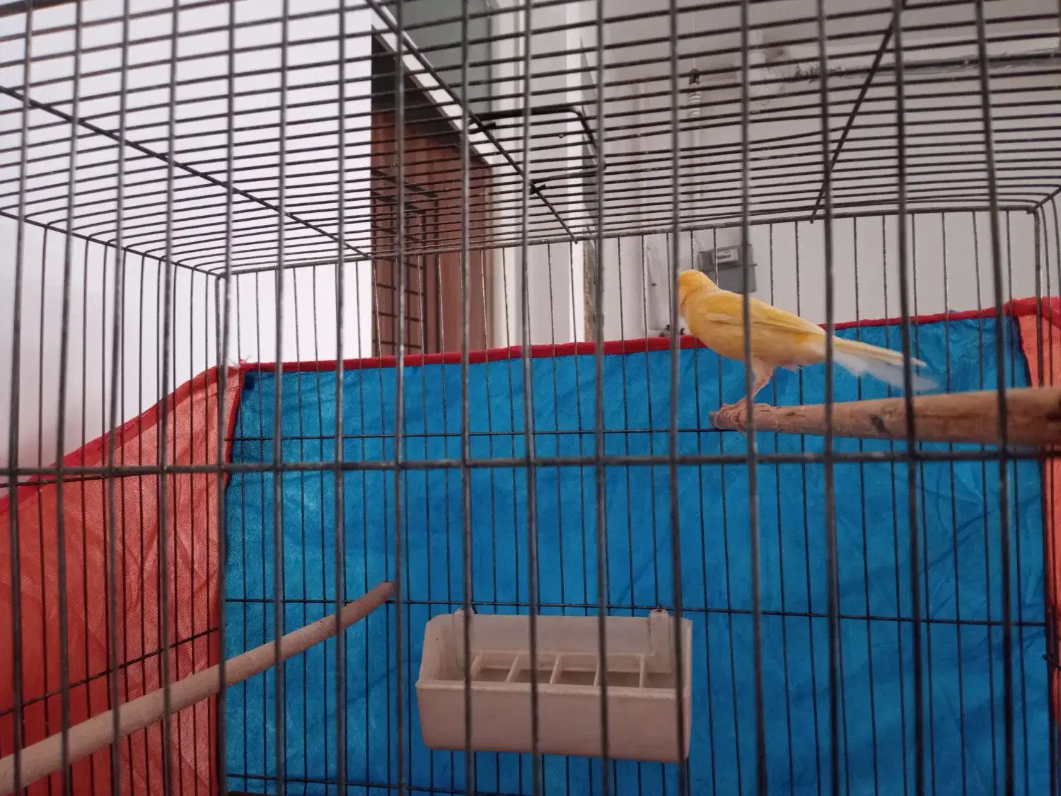 فروش یا معاوضه یک عدد مرغ مینا و قناری|پرنده|قم, ولیعصر|دیوار