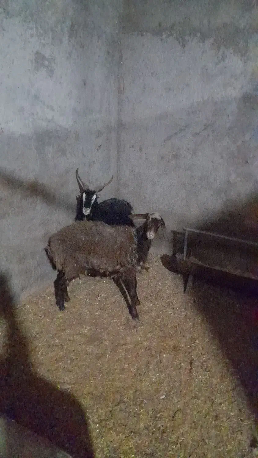 گوسفند|حیوانات مزرعه|کاشان, لتحر|دیوار