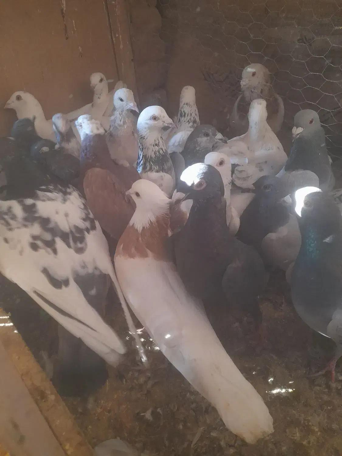 کفترپرشی فانتوم|پرنده|باشتین, |دیوار